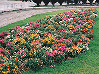 Antirrhinum majus ´Tahiti´