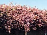 Congea tomentosa