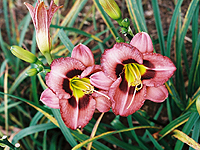 Hemerocallis ´Margareth Mee´
