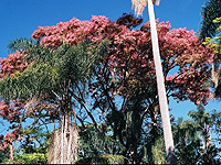 Lecythis pisonis