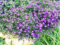 Lobelia erinus