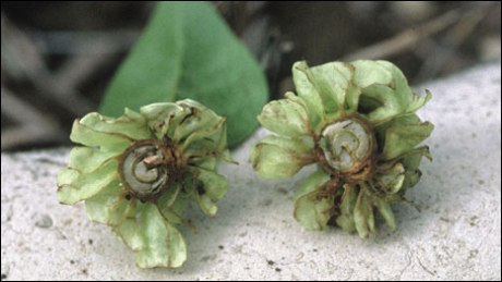 Coffea Pterocarpa