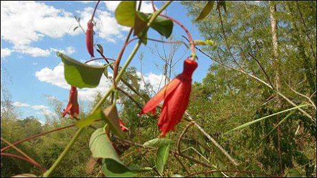 Passiflora Cristalina