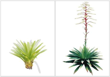 Alcantarea imperialis-Bromélia-imperial
