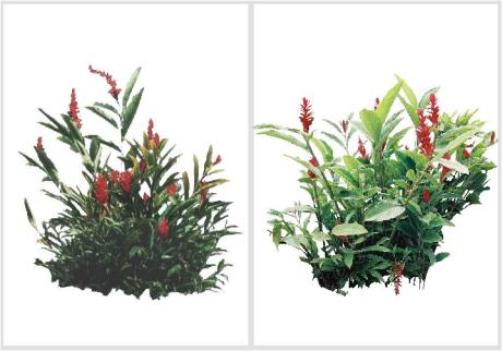 Alpinia purpurata-Gengibre-vermelho