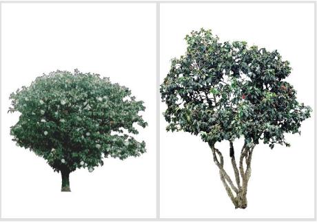 Camellia japonica - Camélia