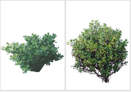 Clusia fluminensis - Clúsia