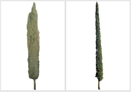 Cupressus sempervirens - Cipreste