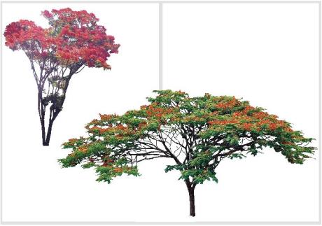 Delonix regia - Flamboyant