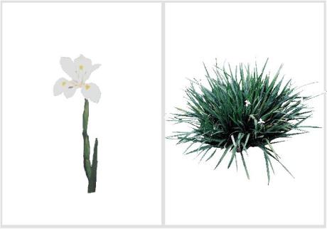 Dietes iridioides - Moréia