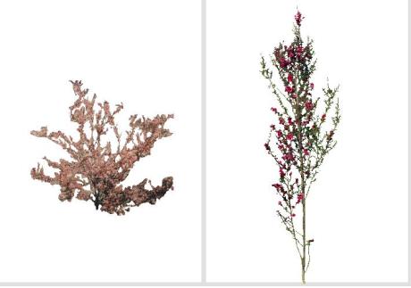 Leptospermum scoparium - Érica