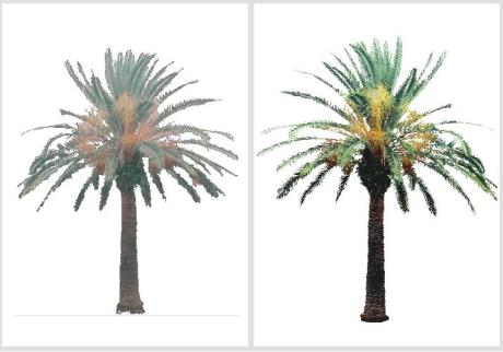 Phoenix canariensis - Tamareira-das-canárias
