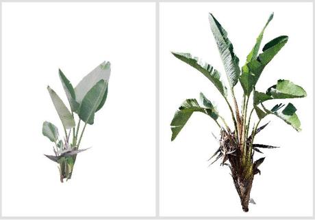 Strelitzia augusta - Ave-do-paraíso-branca