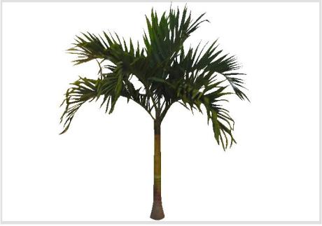Veitchia merrillii - Palmeira-de-manila